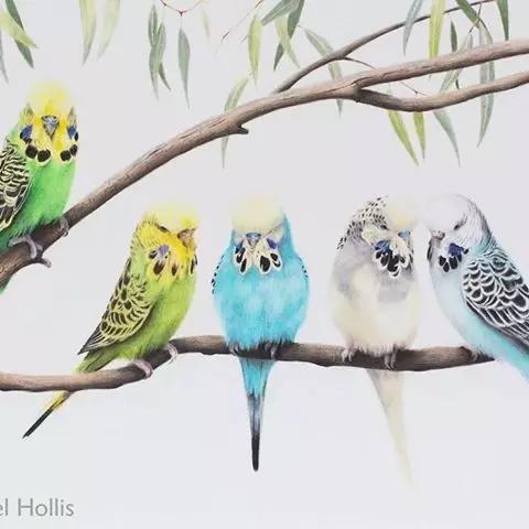 画鸟彩铅教程,画鸟彩铅