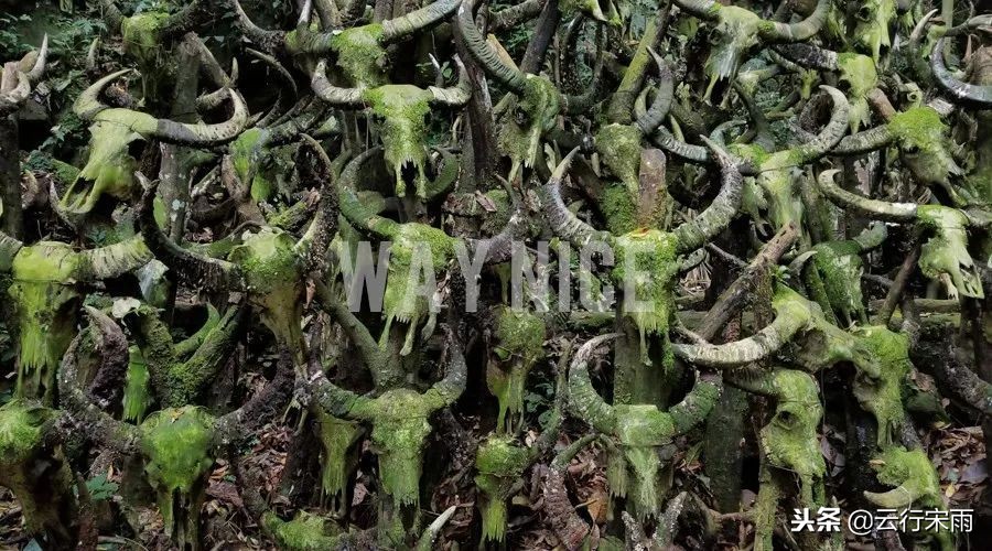 八天七夜云南旅游,八天七夜旅游云南