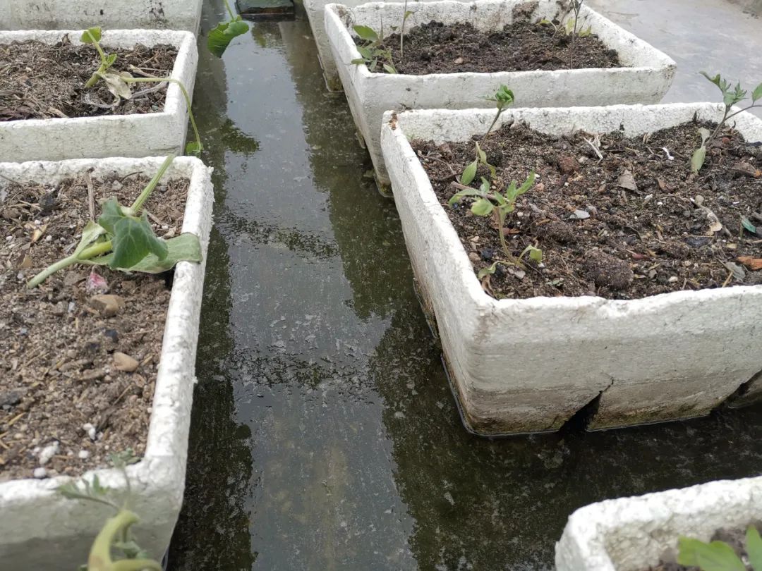 如何防止绿藻缠水泵,水泵会抽走绿藻吗