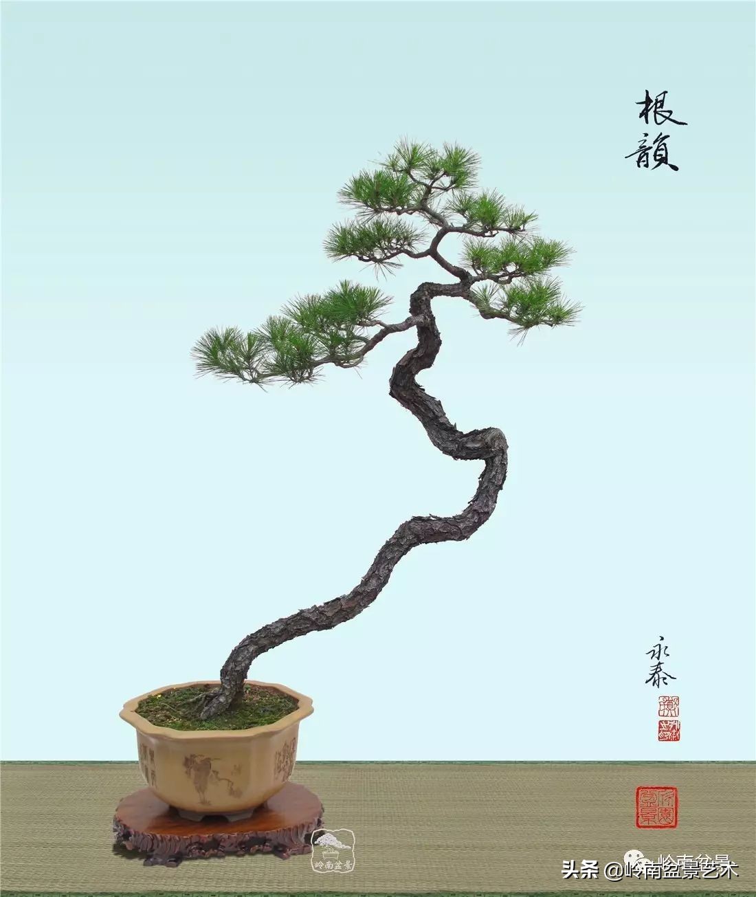 盆景结顶的形式,最好的盆景结顶方法