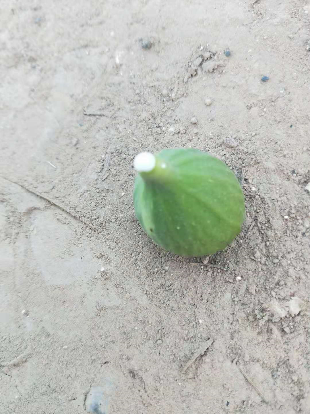 无花果是有核水果吗,无花果是无糖水果吗