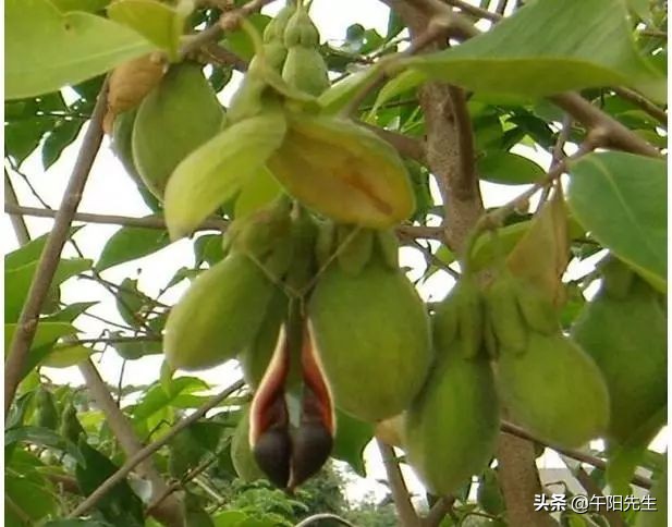 娌夐璇惧爞鐩存挱,娌夐璇惧爞娴峰崡