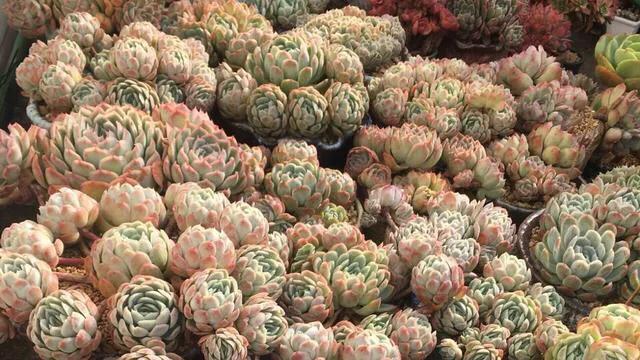 多肉冰梅和贝瑞哪个更容易出状态,多肉冰梅怎么养爆盆