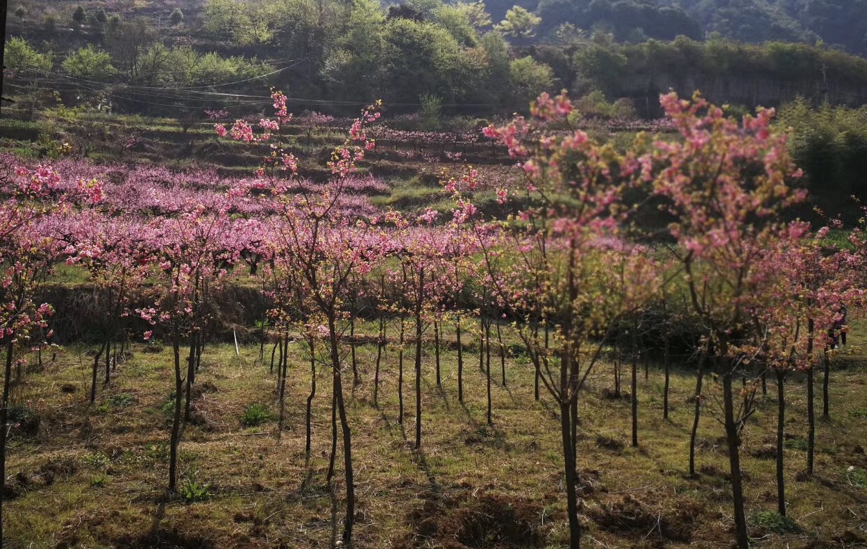昆明五华跑团,翠湖公园昆明悦跑团