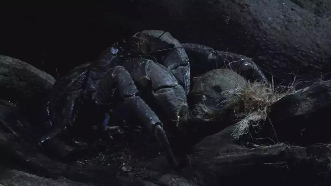 椰子和螃蟹能一起吃吗,传说中的椰子蟹剥开后全是蟹肉