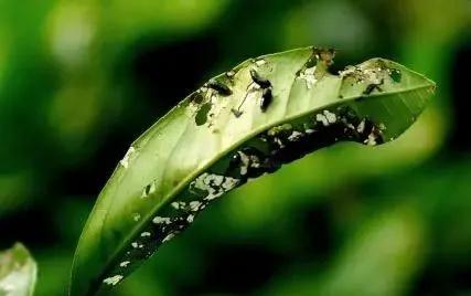 柑橘病虫害最新防治技术,柑橘病虫害详解视频教程