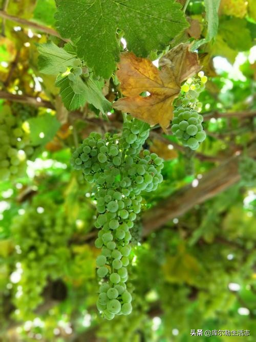 新疆哈密新品种葡萄,新疆新品种葡萄