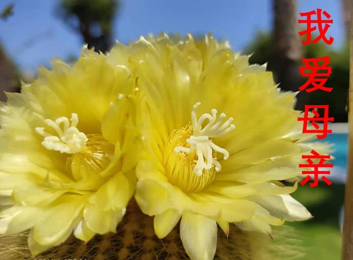 疫情中的母亲节，西班牙混血娃通过讲故事表达对第二母亲的爱