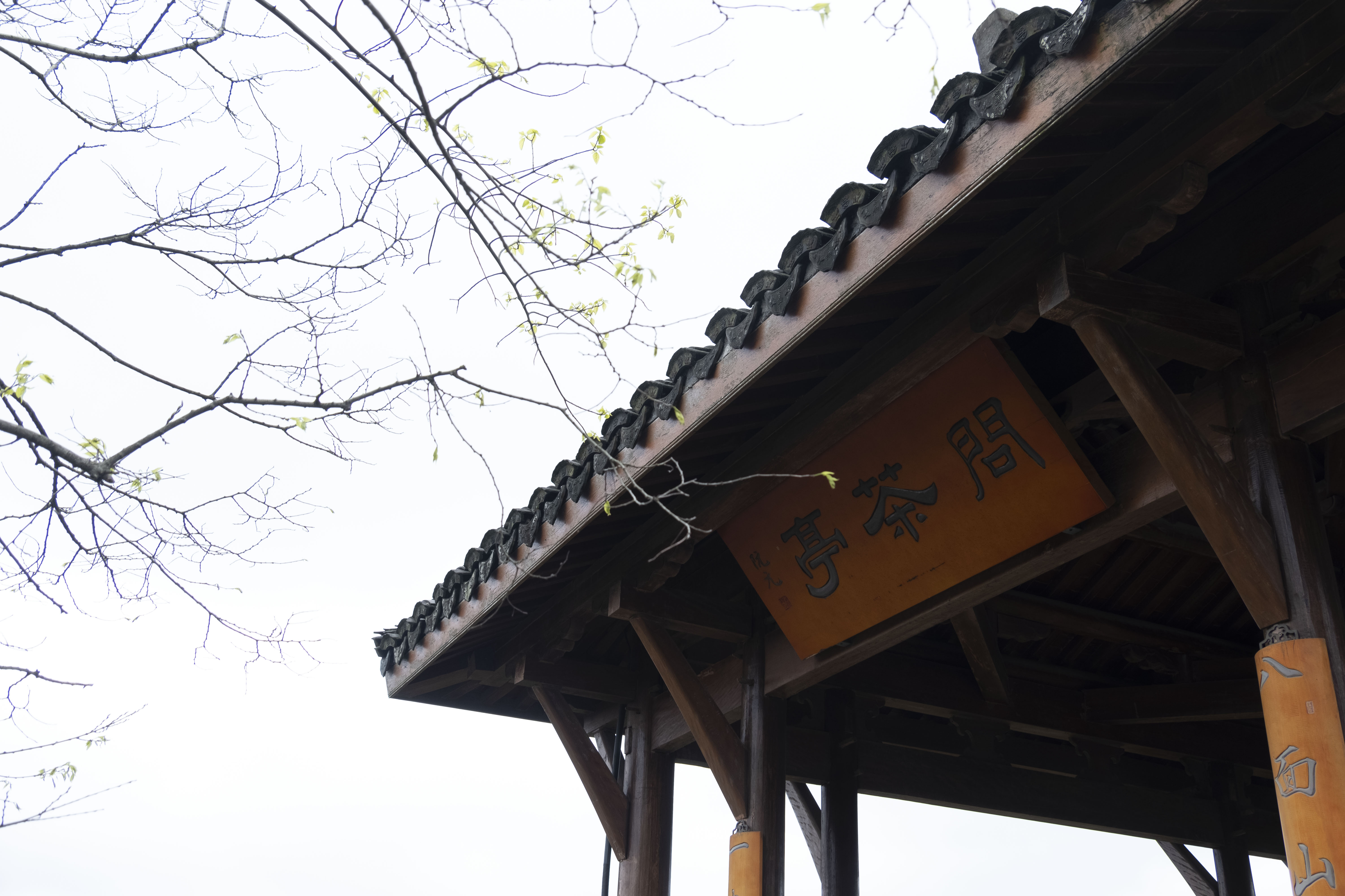 西湖龙井春茶季,龙井茶西湖明前春茶