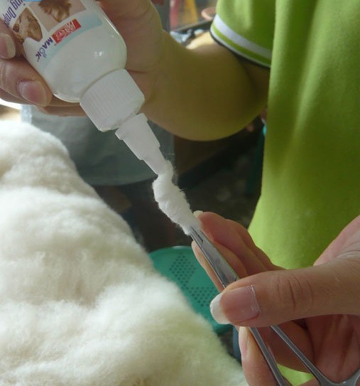 家养猫得猫癣和耳螨的原因,预防猫耳螨日常护理用什么