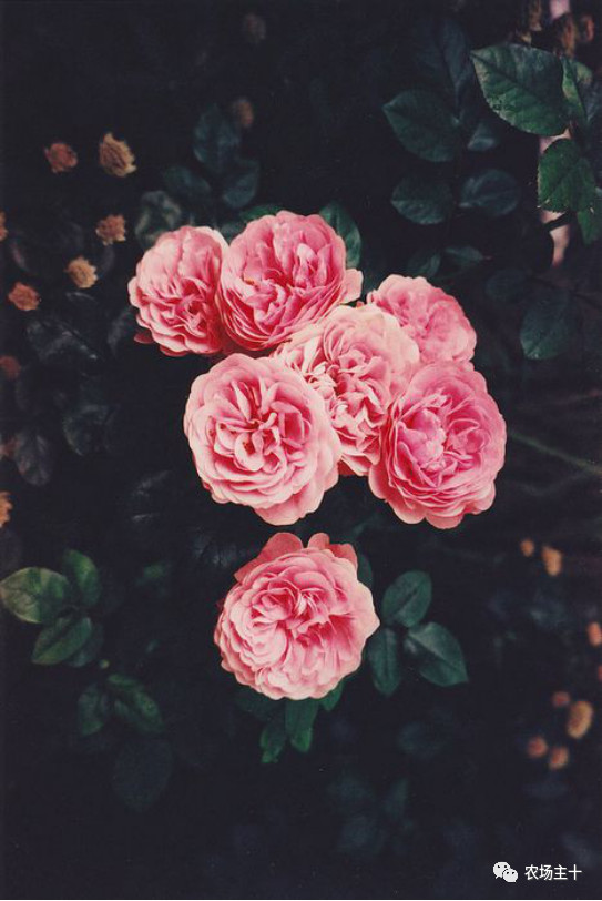 院子里种什么十多年后价值很高,院子里种什么最值钱