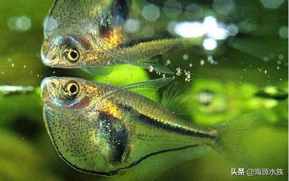 有哪些适合新手饲养的观赏鱼,推荐几款适合新手饲养的观赏鱼