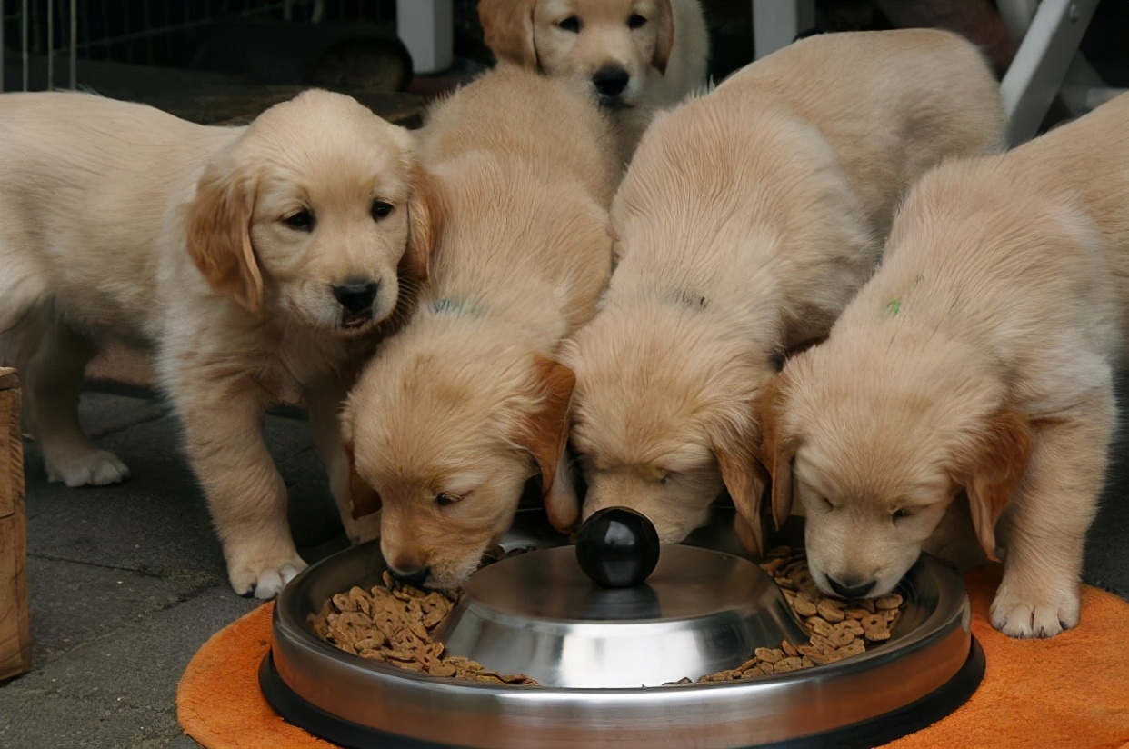 金毛正常吃喝但呕吐是什么原因,金毛突然呕吐是什么原因