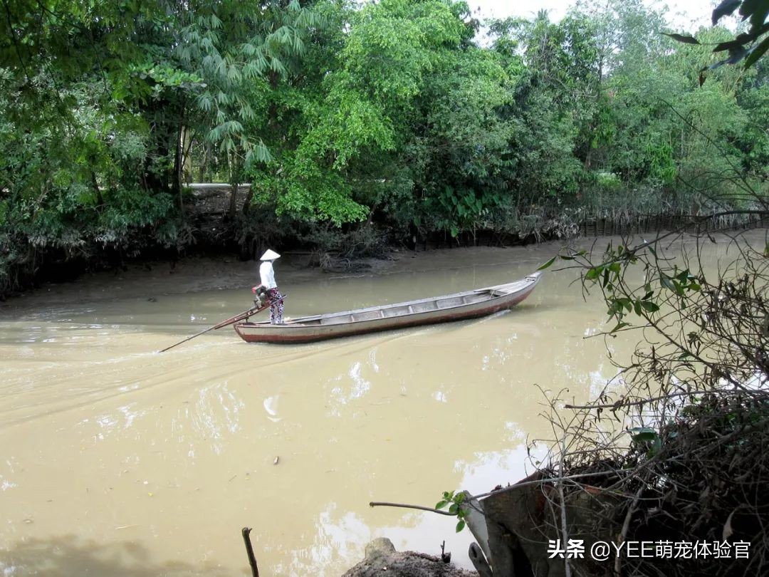泰虎鱼为什么难养,养虎鱼七大忌讳