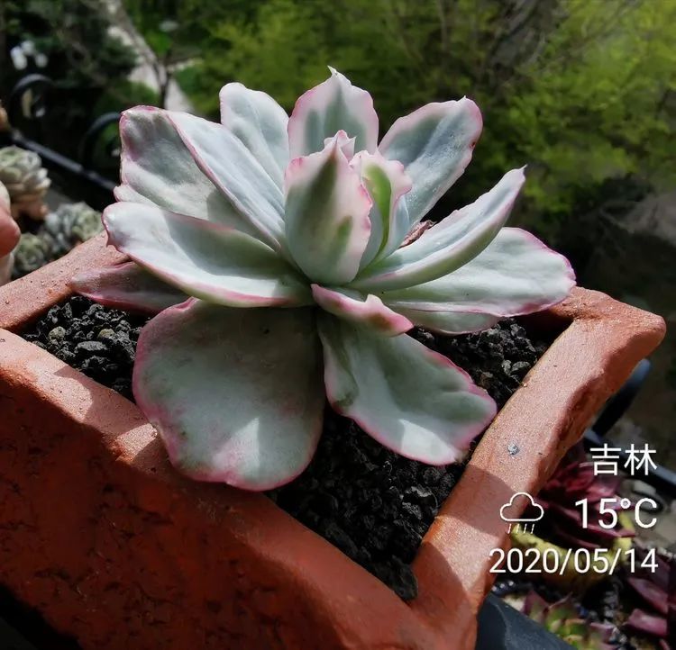 养多肉的人生感悟,人生如同养花