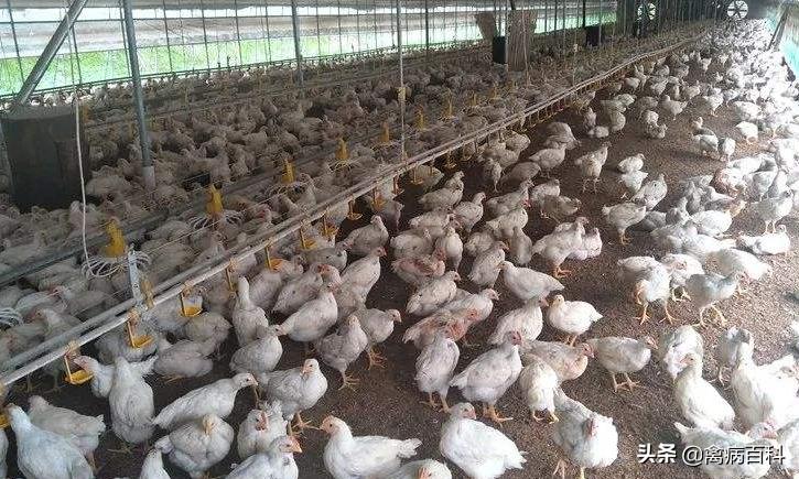 肉鸡养殖户注意了，防治肉鸡猝死症的方法你选对了吗