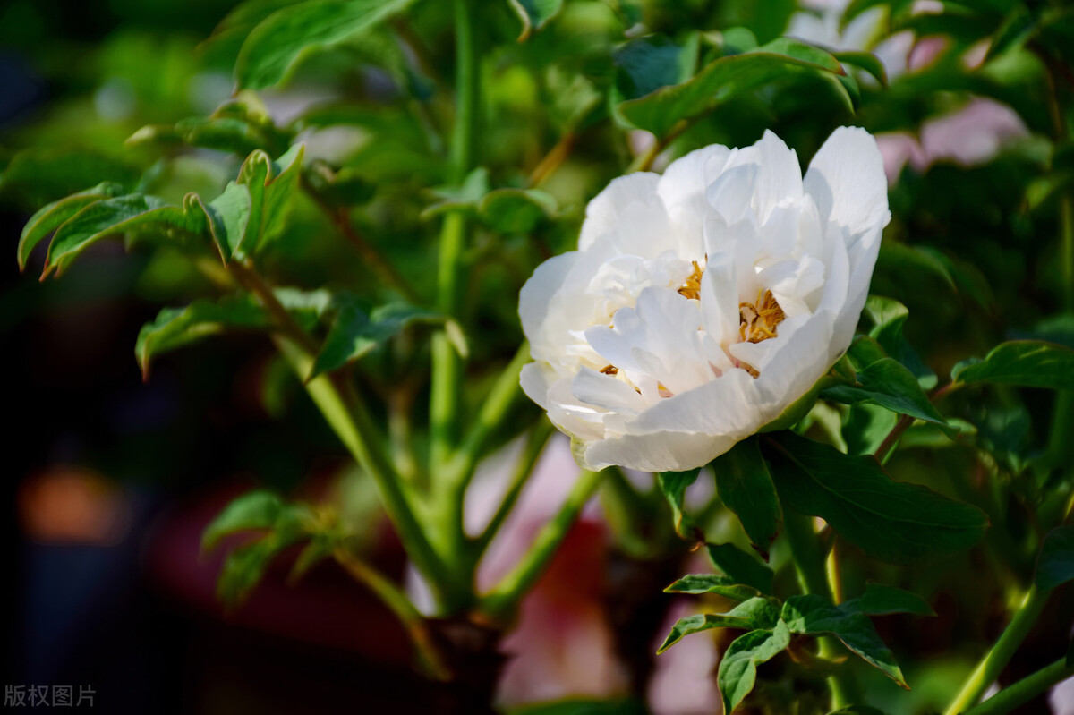 浮云吹作雪世味煮成茶下联的意思,浮云吹作雪世味煮成茶是什么意思