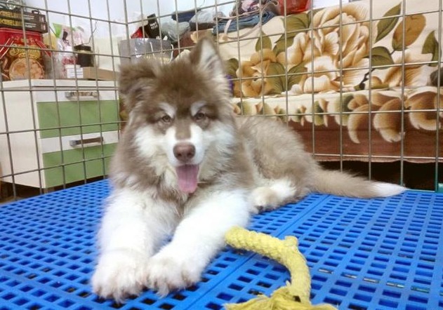 一分钟教狗狗听话,30秒教会狗狗关门