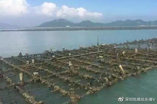 宝安人的顺德饭堂，生蚝用木桶蒸，还加黑松露