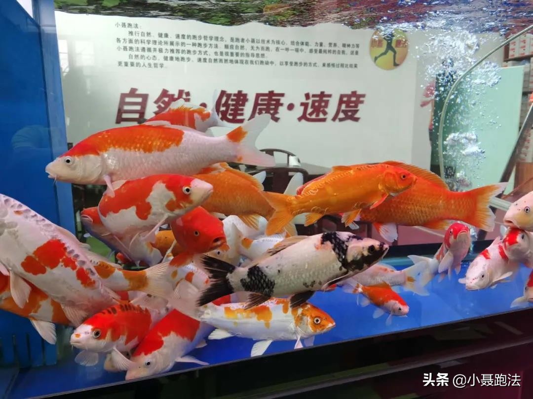 小聂跑法受伤吗,小聂总摔楼梯