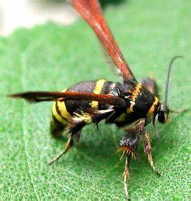 核桃树上有虫洞用什么药,核桃树上的虫子用什么药