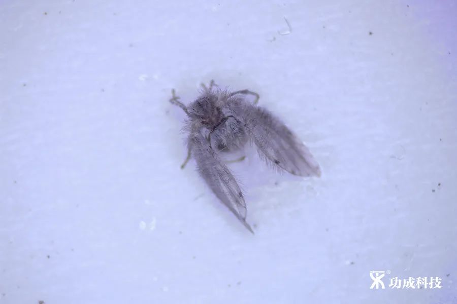 卫生间有小虫蛾蚋怎么治,卫生间出现蛾蚋怎么处理