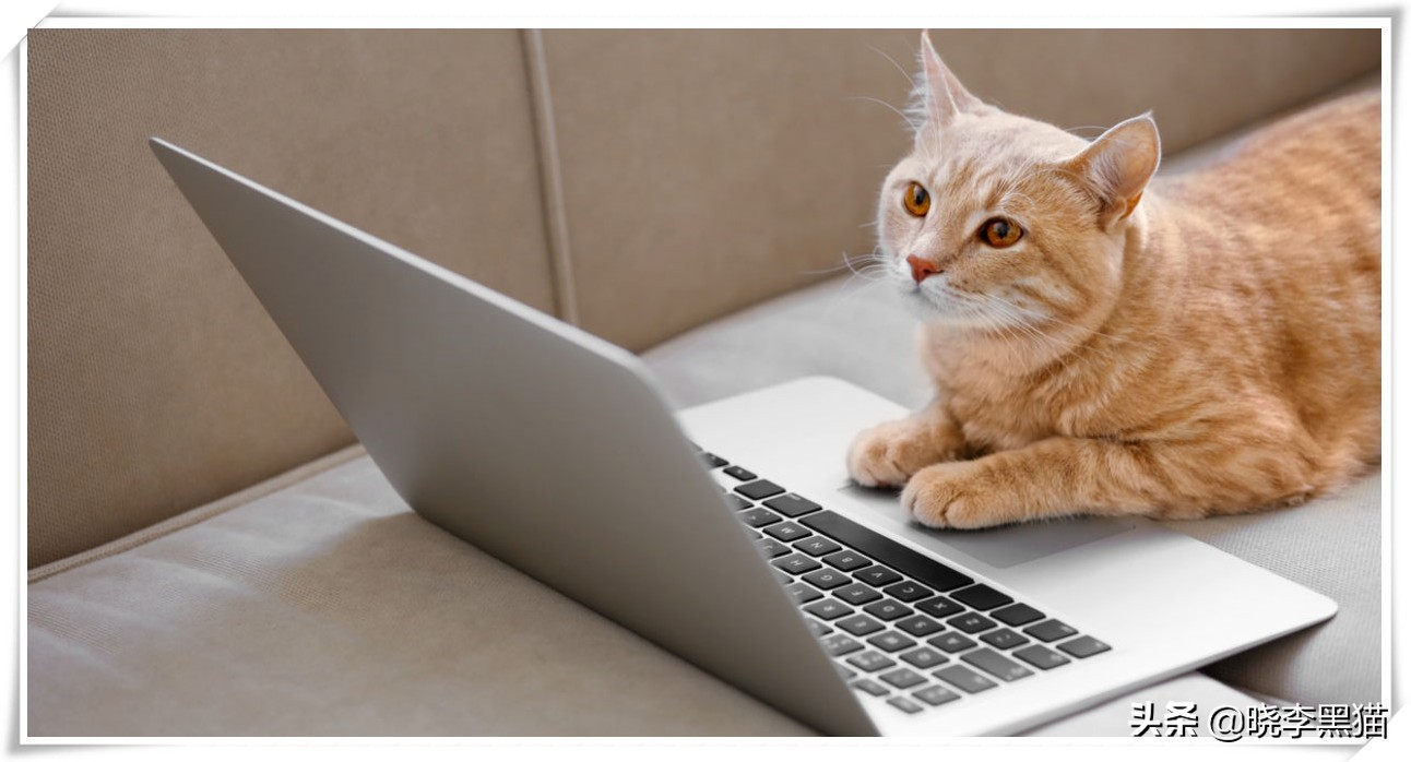 怎样知道你适不适合养猫,怎么判断自己适不适合养猫