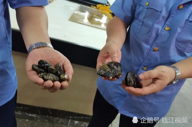 死掉的贻贝能吃吗,只有一边壳的贻贝能吃吗