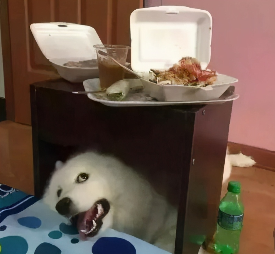 这几种食物会让狗狗身体坏掉,喂食的六大禁忌