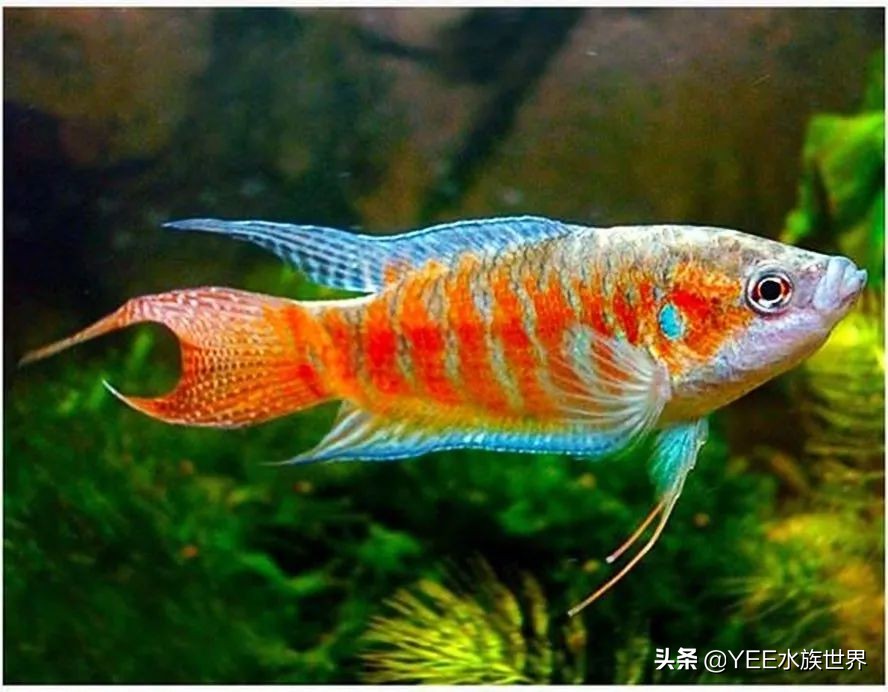 新手缸养国斗,新手养国斗