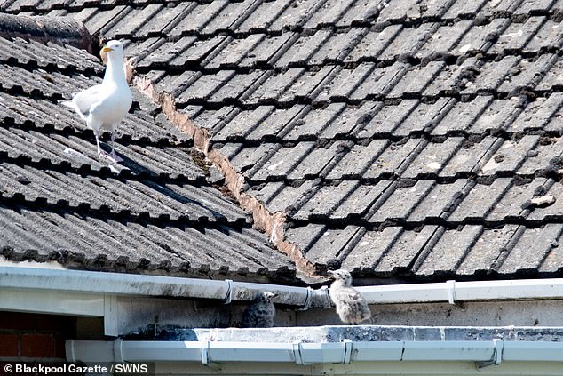 英国夫妇遭索马里海盗劫持,英国夫妇被绑架