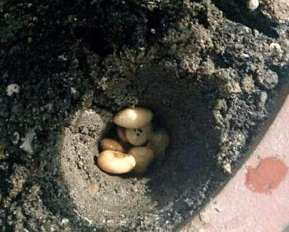 在家怎样给绿植制作氮磷钾的肥料,绿萝肥料能施金钱树吗