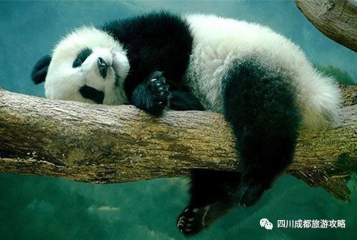 成都文青耍的地方,成都文青网红打卡地