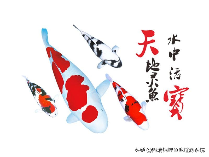 好嗨哟！养一尾90公分好鲤，感觉人生已经到达了高潮！