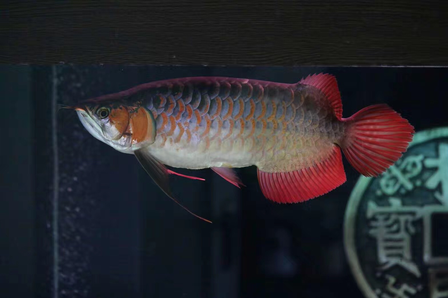 奥倍齐硝化细菌使用方法,速倍妥硝化细菌