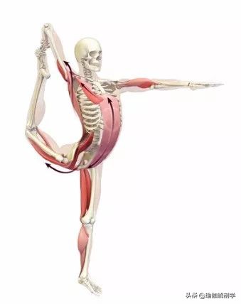 瑜伽18个基本体式,18个瑜伽体式正确图