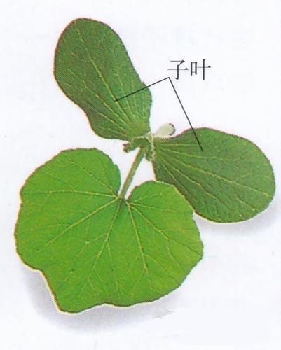 为什么南瓜苗会枯萎死,南瓜苗移栽后长得很慢是什么原因