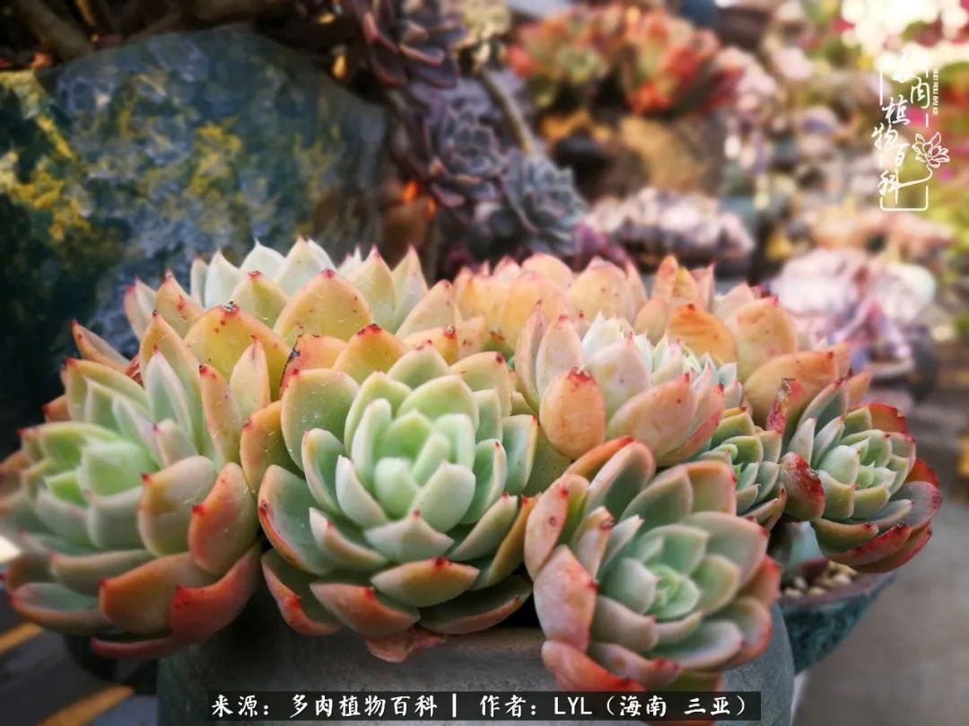 养多肉一年花了3万,养多肉一千多盆
