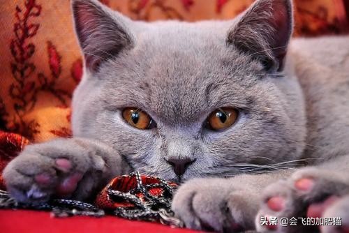 小店区英国短毛猫铲屎官,专业铲屎官视频