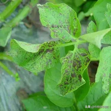 马铃薯黑胫病病害及防治方法,马铃薯常见病害有哪些
