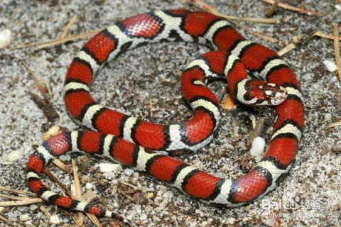 彩色动物会发生什么样的危险,致命的美丽动物