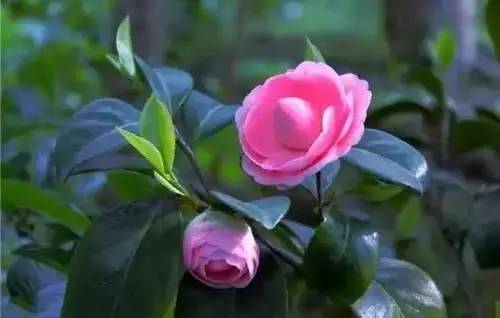 全国56个城市市花一览,56个市的市花