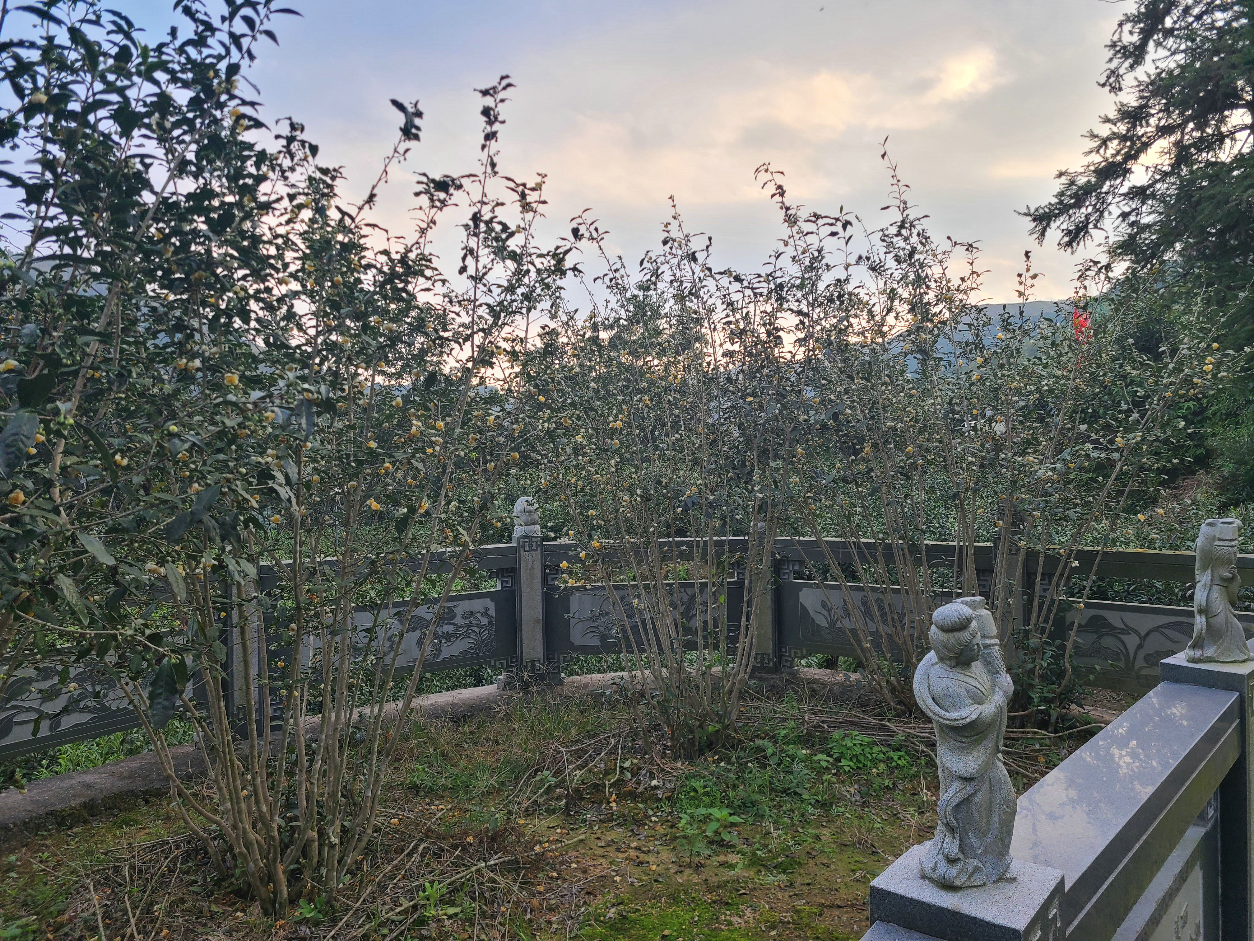 泰顺最出名的茶叶 (泰顺名茶有哪些)