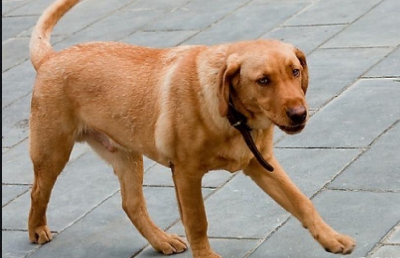 狗腿弯曲矫正器,狗腿弯曲怎么治疗