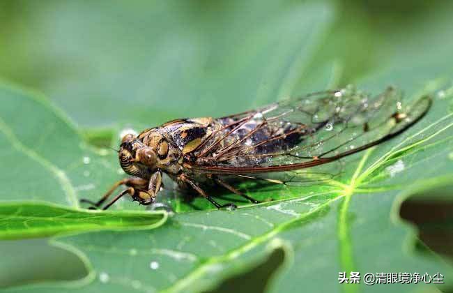 十大常见昆虫农村常见的20种昆虫,10种在家里可以找到的可怕昆虫