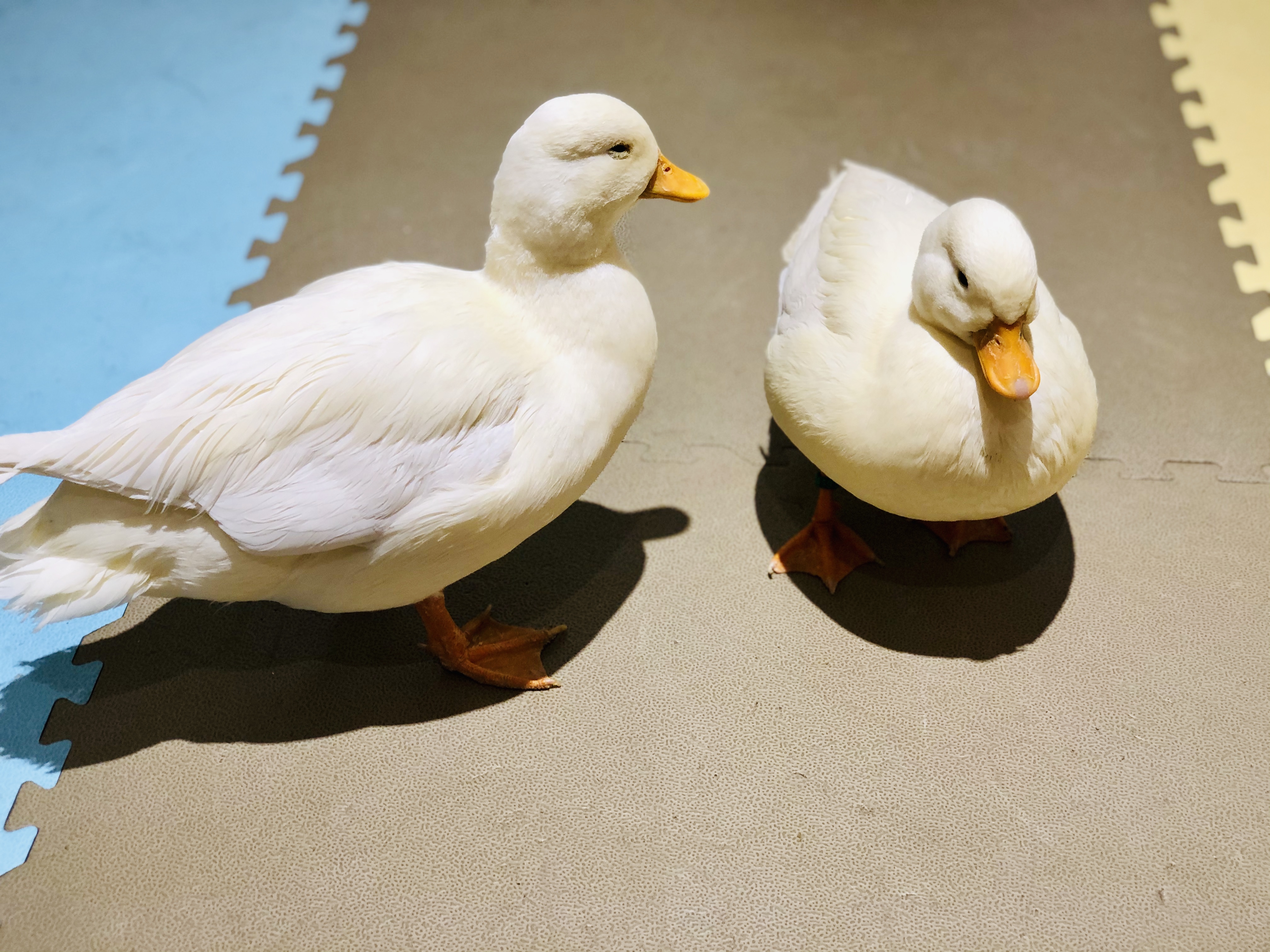 撸动物的网红店顺德,撸小动物的网红店北京世纪金源