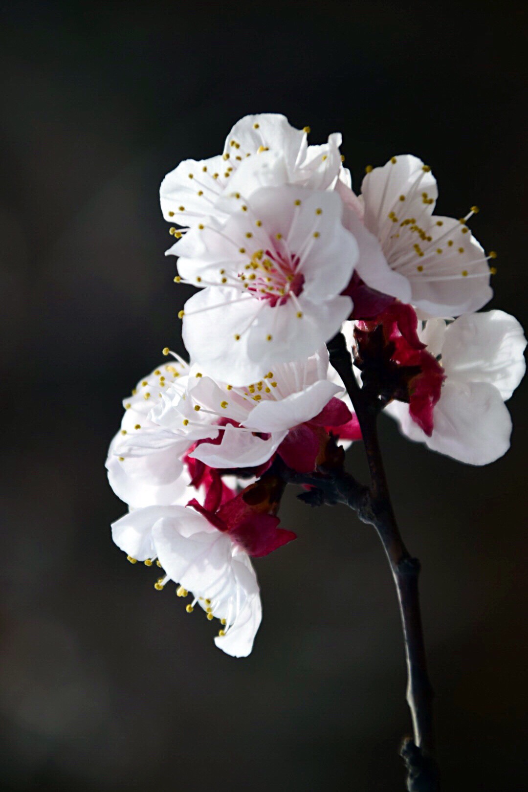 漂亮的杏花在枝头绽放,杏花盛开姹紫嫣红春意盎然