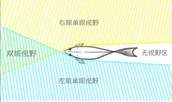 鱼儿的眼视力好不好,鱼儿的眼睛能看见东西吗