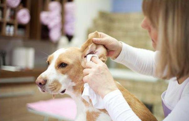 狗狗体外驱虫主要驱什么虫,狗狗体内驱虫后还是有虫怎么办