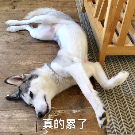 我只是个肥宅表情包,表情包我能插嘴吗